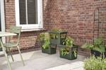 green basics stack & grow large leaf green